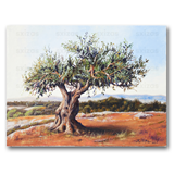 OLIVE TREE