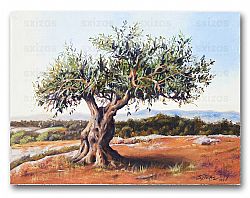 OLIVE TREE