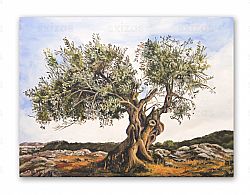 OLIVE TREE