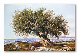 OLIVE TREE