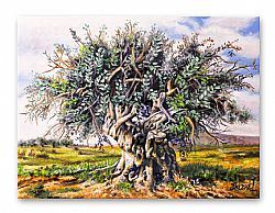 OLIVE TREE