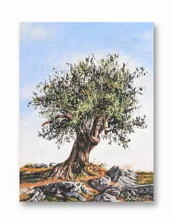 OLIVE TREE