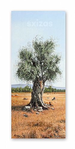 OLIVE TREE