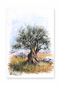 OLIVE TREE